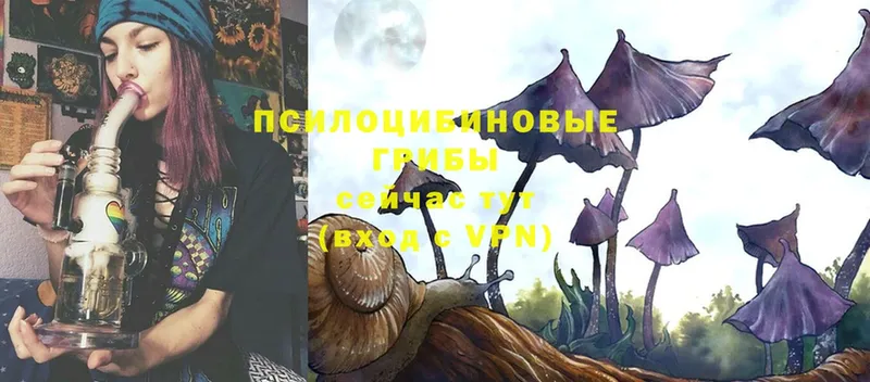 Галлюциногенные грибы Psilocybe  MEGA tor  Анжеро-Судженск 